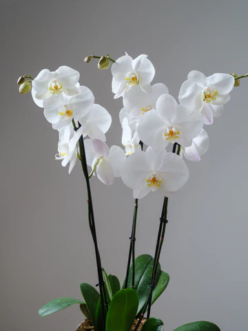 Rustic Field Arrangement